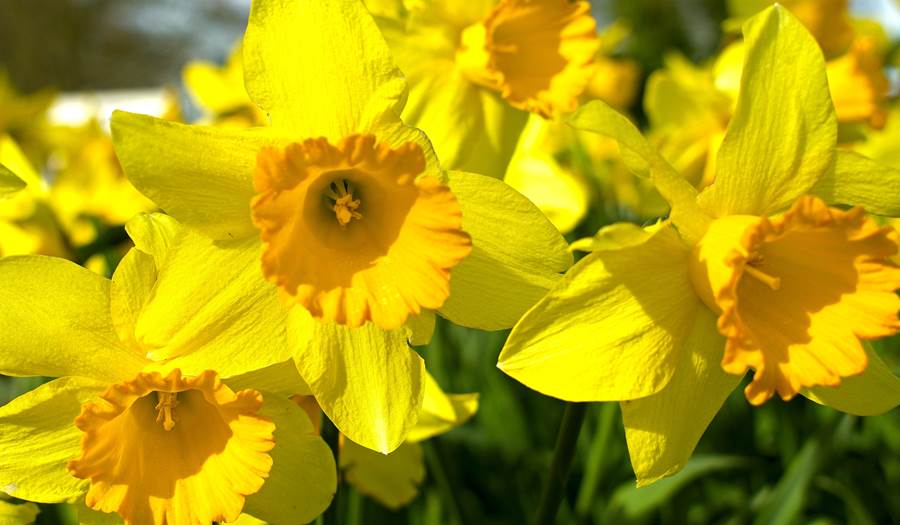 Daffodils in the sun during spring